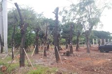 Pohon-pohon dari Sudirman-Thamrin Ditanam di Taman BMW
