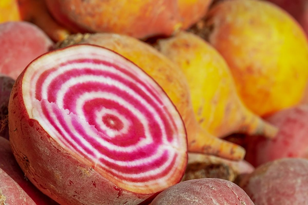 Ilustrasi aneka ragam buah bit. 