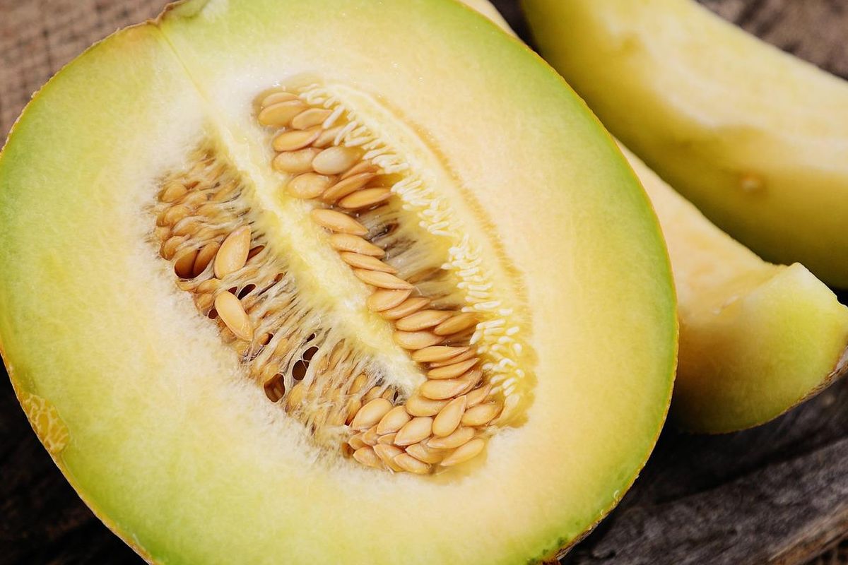 Ilustrasi buah melon.