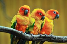 5 Burung Berwarna Kuning yang Dapat Dipelihara di Rumah