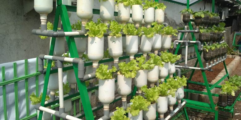 warga RW 10 Kebayoran Lama di jaksel memanfaatkan pot dari botol bekas dan pipa untuk menanam sayuran organik seperti selada. 