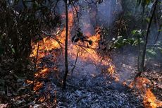 Cagar Alam Tangkoko Terbakar, Satwa Endemik Sulawesi Utara Terancam