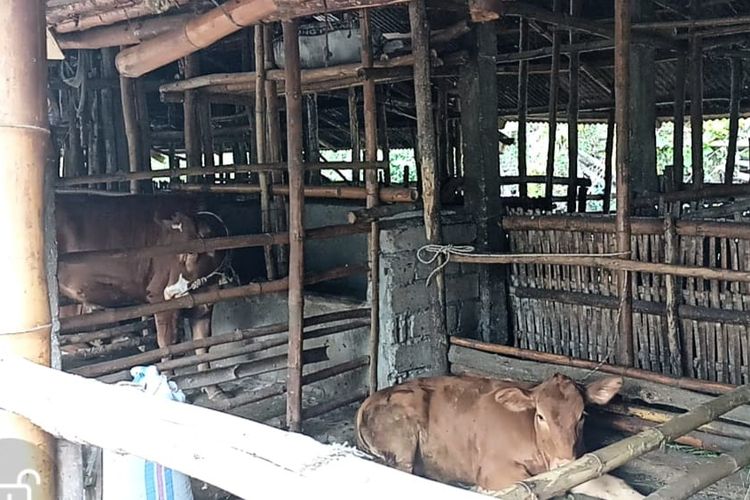 Salah satu kandang sapi di Desa Kelebuh, Lombok Tengah yang terserang PMK 