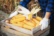 Budidaya Lorong Bantu Produksi Jagung Terdorong