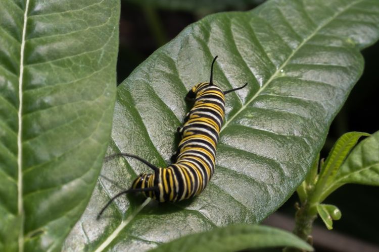 Ilustrasi ulat daun.