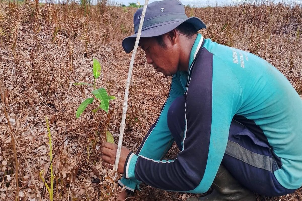 Restorasi lahan gambut melalui agroforestri di Desa Jati Mulyo, Kecamatan Dendang, Kabupaten Tanjung Jabung Timur, Provinsi Jambi.