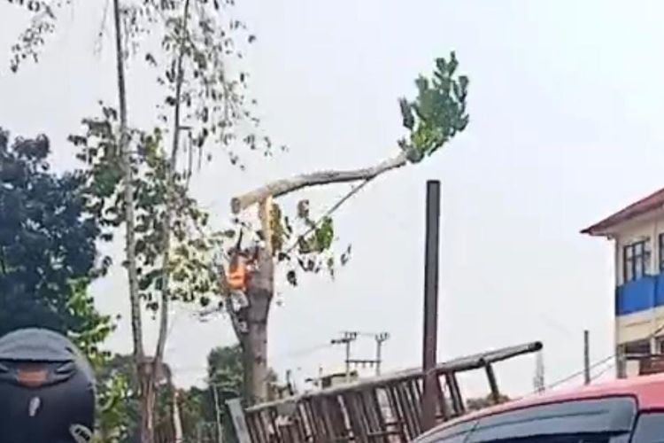 Pekerja Terjatuh Bersama Mesin Pemotong Saat Tebang Pohon di Cipayung Depok