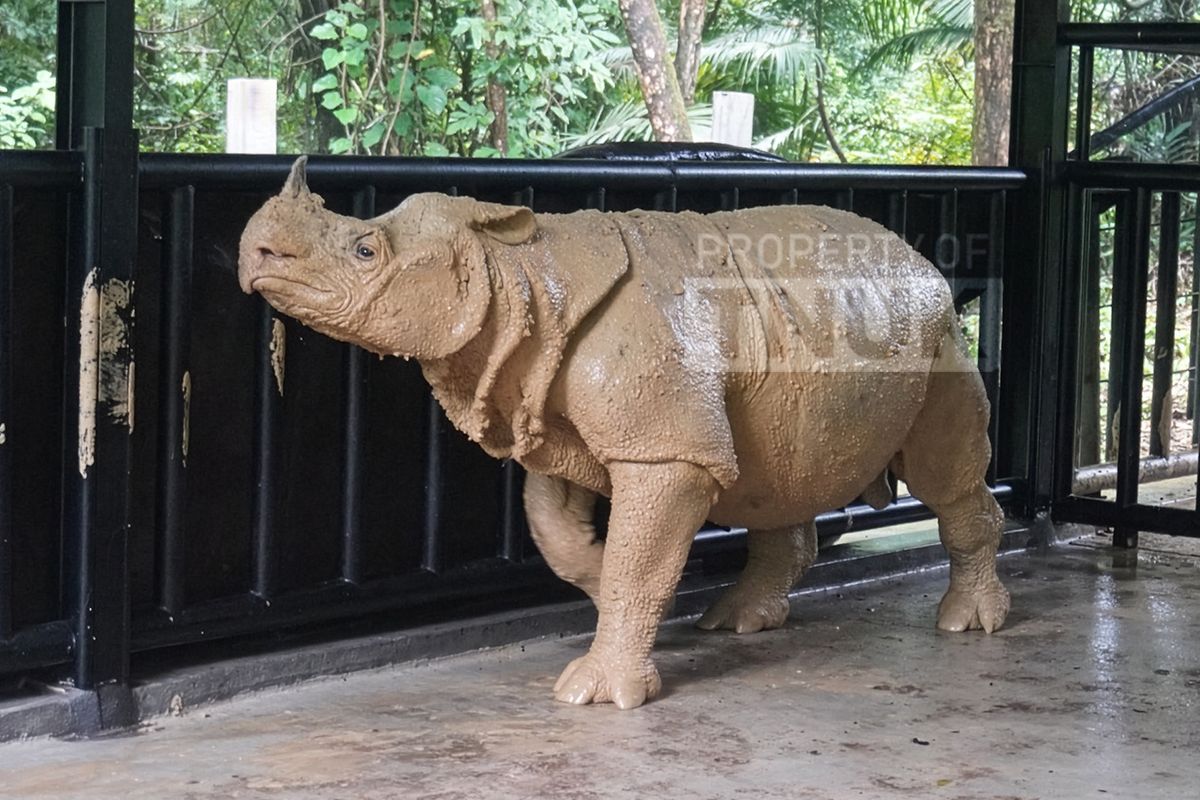 Badak Jawa Jantan Musofa. Camera trap rekam induk dan anak badak jawa di TN Ujung Kulon. Temuan ini jadi sinyal positif keberhasilan konservasi satwa langka Indonesia.