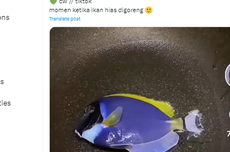 Bolehkah Makan Ikan Hias seperti Dory dalam "Finding Nemo"?