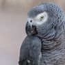 Mengapa Burung Beo Bisa Menirukan Suara Manusia? 