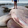 Paus Seberat 2,5 Ton dan Panjang 7 Meter Mati, Terdampar di Pantai Simeulue Aceh