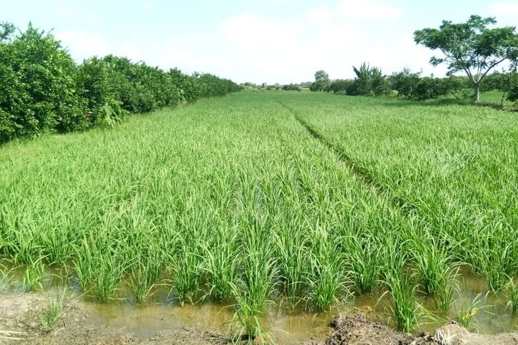 Soal Hama Tikus Di Jombang Mentan Syl Minta Petani Lakukan Penanganan Cepat Halaman All Kompas Com