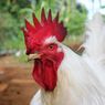 Ayam Jadi Bukti Arkeologis Migrasi Manusia dari Asia Tenggara ke Eropa
