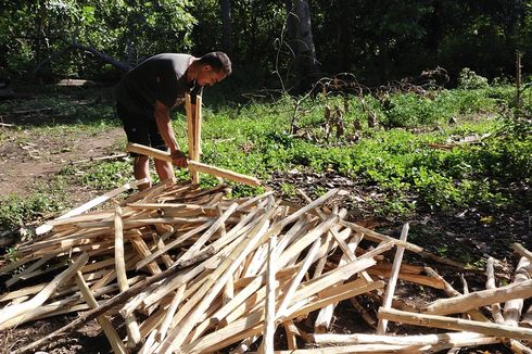 Kisah Guru Petuk di Pedalaman NTT, Cari Kayu Selepas Mengajar untuk Penuhi Kebutuhan Keluarga