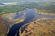 Seperti Apa Sungai dengan Air Paling Hitam di Dunia?