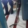 Terdengar Suara Mendesis di Kolong Tempat Tidur, Ternyata Ada Ular Kobra Sepanjang 1 Meter