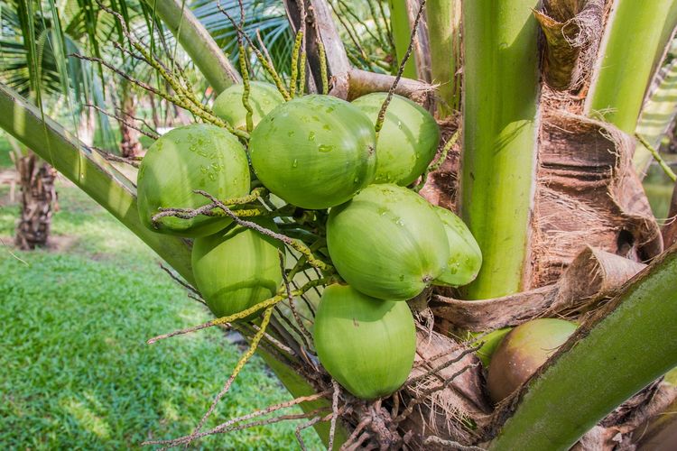 Ilustrasi tanaman kelapa genjah