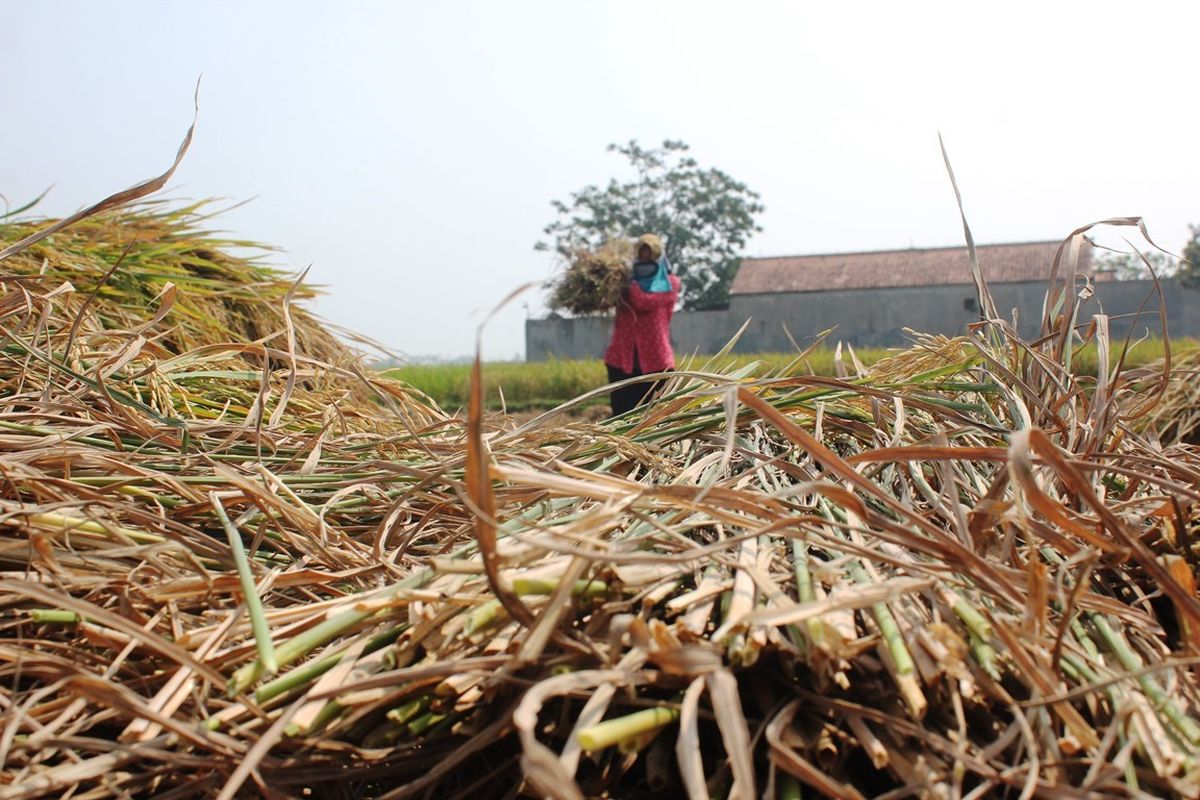 Seorang petani di Cibeber, Cianjur, Jawa Barat tengah panen padi, Selasa (02/07/2019). Petani setempat terancam tak bisa beraktivitas di musim tanam berikutnya karena kekeringan