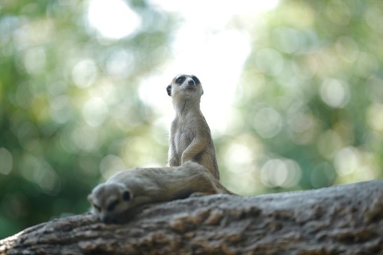 Dua meerkat kecil tengah bertingkah lucu di Taman Safari Indonesia.