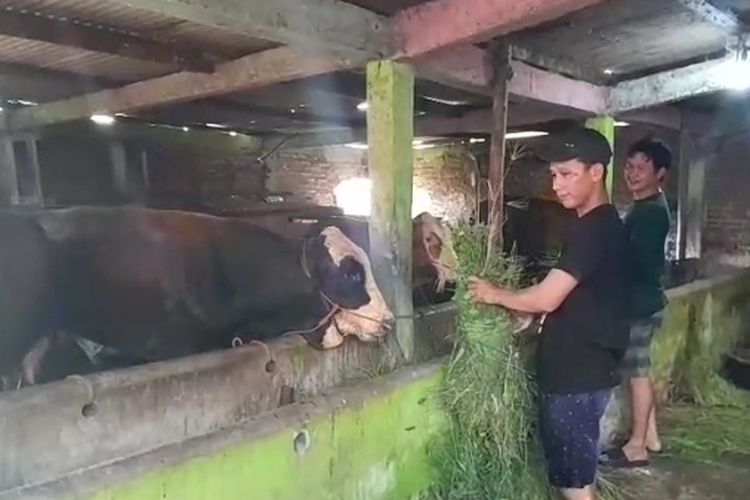 Peternak Kendal Gunakan Empon-empon untuk Jaga Kesehatan Hewan Kurban