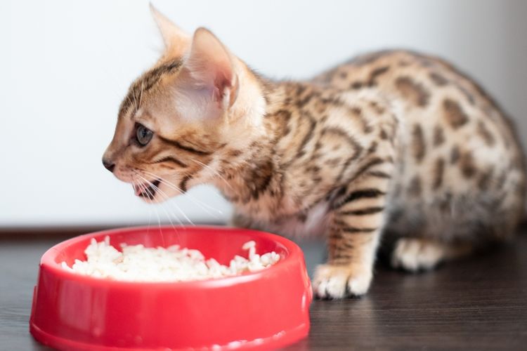 Ilustrasi kucing makan nasi