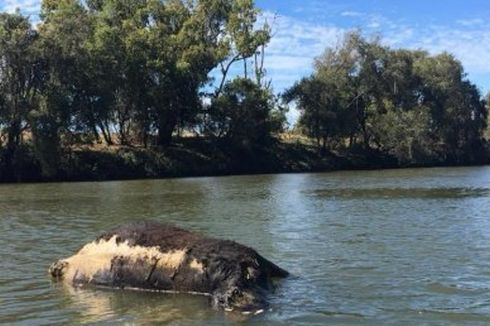Belasan Bangkai Sapi Ditemukan Terapung di Sungai Australia