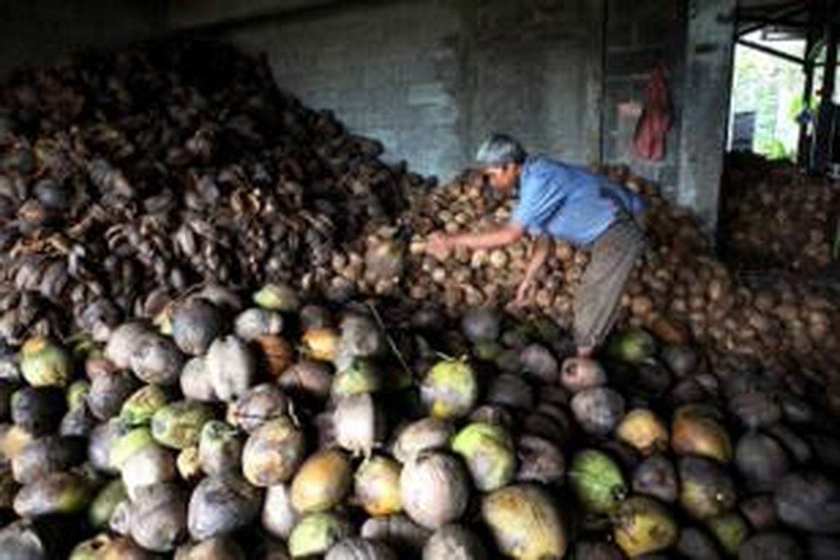 Pekerja memilih kelapa.