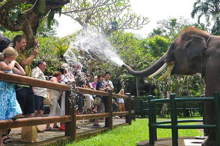 Mason Elephant Park di Gianyar, Bali.