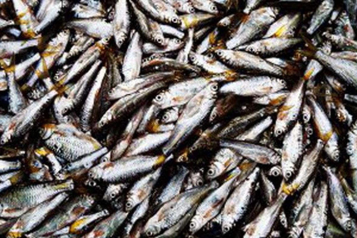 Ikan bilih (Mystacoleucus padangensis) adalah ikan endemik, hidup bergerombol, dan berkembang biak di sekitar tepian Danau Singkarak. 