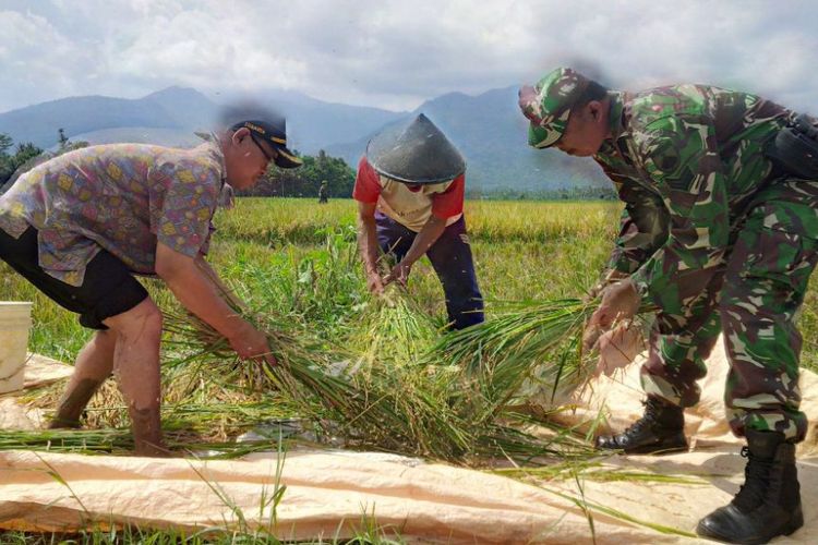 Kepala Badan Penyuluhan dan pengembangan Sumber Daya Manusia Pertanian (BPPSDMP) Kementerian Pertanian, Momon Rusmono (tiga dari kanan) ikut panen perdana padi varietas lokal Sri Makmur di Desa Pojoksari, Ambarawa, Kabupaten Semarang, Selasa (19/12/2017).