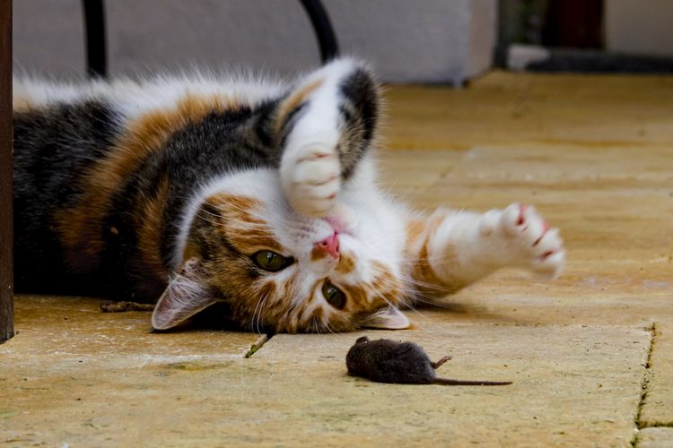 Ada kucing domestik yang suka berburu dan menerkam tikus, namun ada pula kucing yang tak peduli dengan kehadiran tikus.