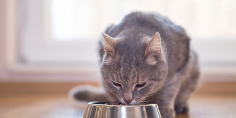 Jangan Diberikan 10 Makanan Ini Sangat Berbahaya Untuk Kucing Halaman All Kompas 