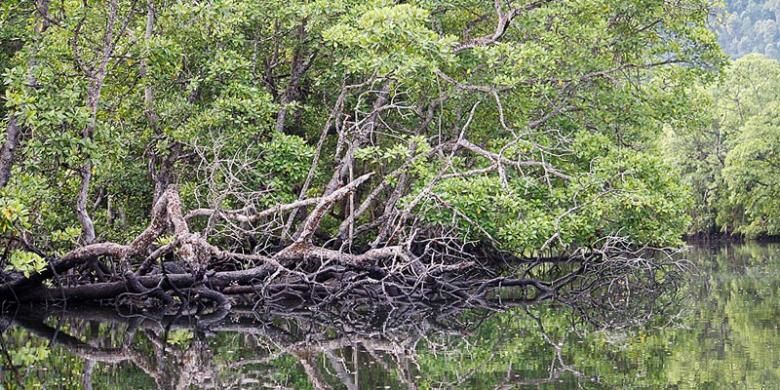 Hutan Bakau di Kawasan Penyangga TN Komodo Dibabat