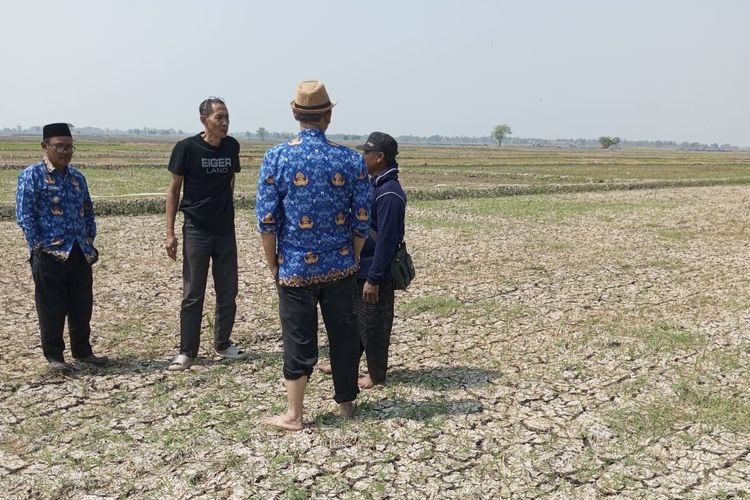 Sebanyak 10.673 Hektar Sawah di Indramayu Kini Terancam Puso, KTNA Ingatkan Pemerintah Soal Ketersediaan Air