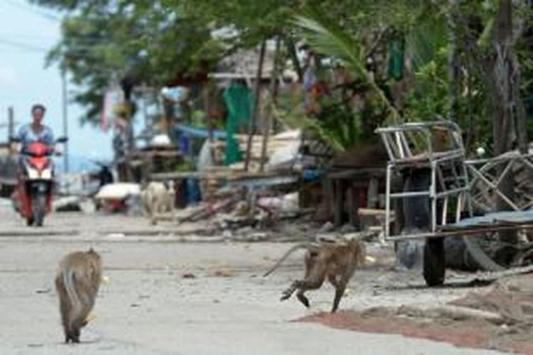 Monyet ekor panjang berlari sambil membawa makanan yang dicuri dari rumah-rumah penduduk di Desa Khlong Charoen Wai, Provinsi Chachoengsao, Thailand.
