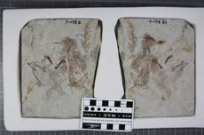 Ketua KPK Tidak Terdampak Putusan MK karena Sudah Pensiun sebagai Polisi