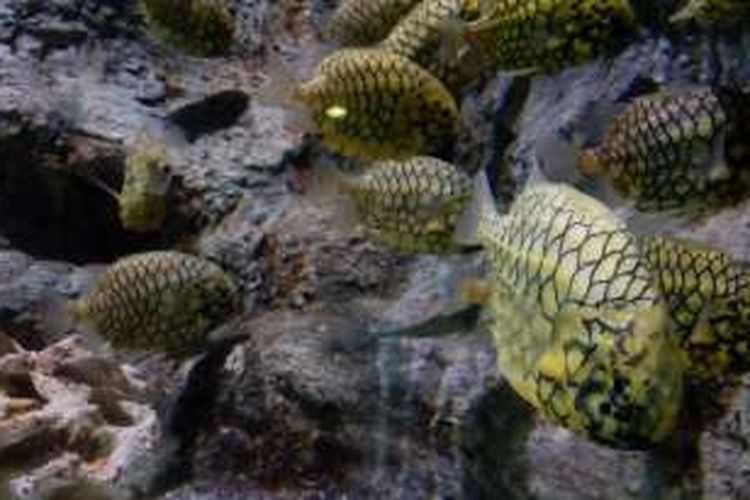 Ikan nanas memang memiliki penampilan mirip nanas meskipun dalam bahasa Inggris punya nama berbeda, yaitu Pinecone fish.