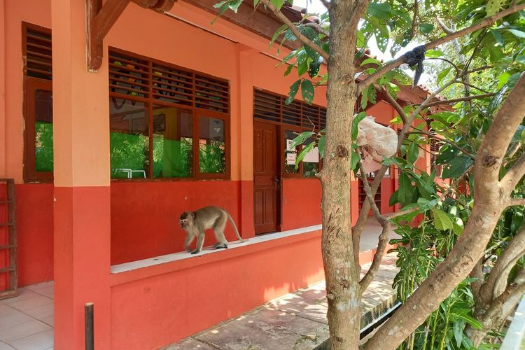 Gedung Sekolah Dasar (SD) Negeri Cikareo 1, Kecamatan Solear, Kabupaten Tangerang, Banten dihuni oleh sejumlah monyet Jumat (30/4/2021).