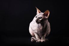 Mengenal Ras Donskoy, Kucing Unik Tanpa Bulu Asal Rusia
