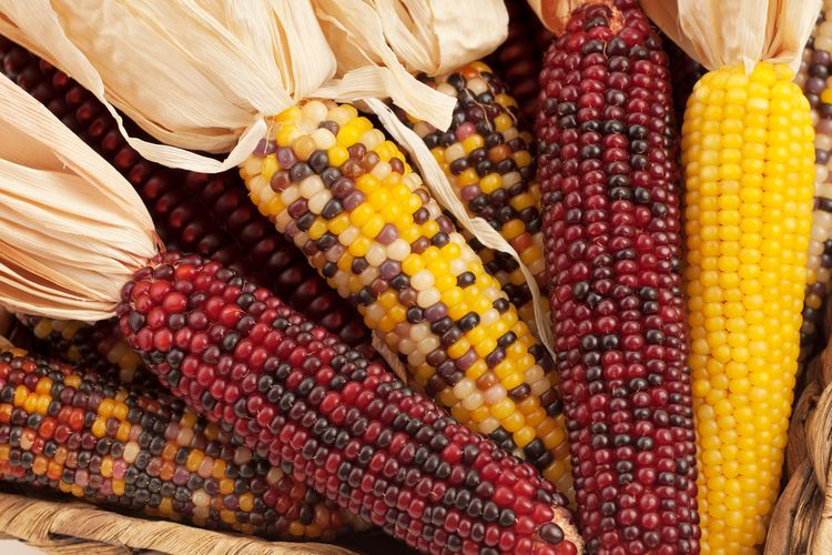 ilustrasi jagung, salah satu makanan penting penduduk asli Amerika Serikat. 