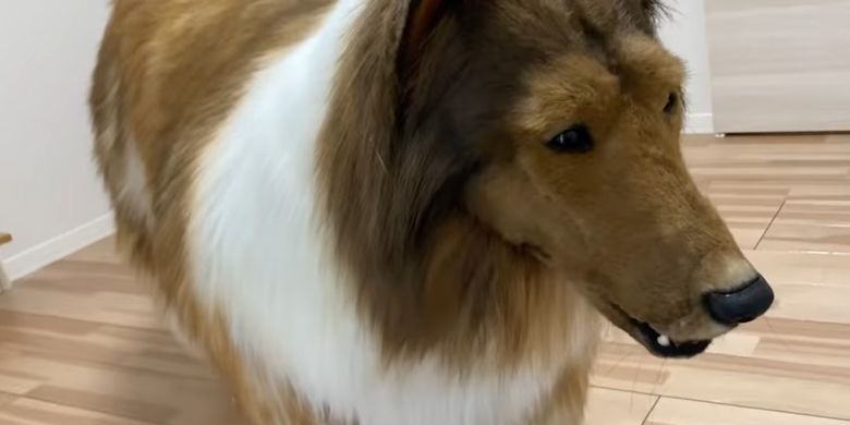 Pria Jepang Habiskan Rp 213 Juta demi Jadi Anjing, Muncul di Depan Umum  untuk Pertama Kalinya Halaman all - Kompas.com