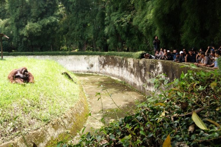 Kapolrestabes Bandung Kombes Pol Hendro Pandowo saat melihat kondisi orangutan di Kebun Binatang Bandung, Jalan Tamansari, Rabu (7/3/2018).