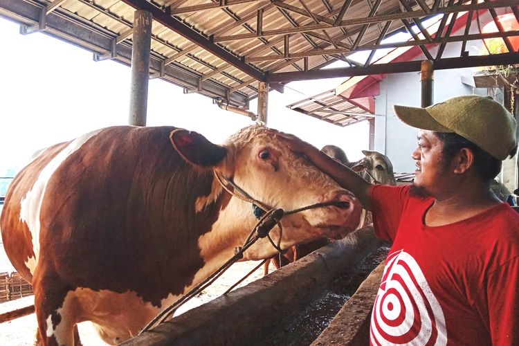 Salah satu sapi jenis limosin yang dipesan Presiden Jokowi dari peternak lokal asal Cianjur, Jawa Barat. Sapi bernama Gomang ini memiliki bobot 1 ton lebih.