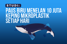 INFOGRAFIK: Paus Biru Menelan 10 Juta Keping Mikroplastik Setiap Hari