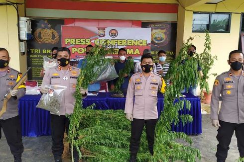 12 Jam Susuri Hutan, Polisi Temukan 2 Hektar Ladang Ganja dan Pondok Berisi Senpi di Bengkulu