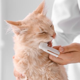 Perawatan gigi kucing