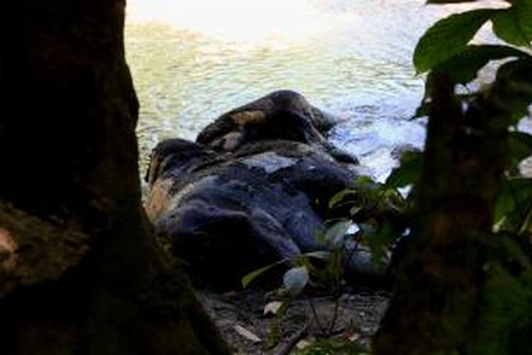 Gajah jantan yang diperkirakan berusia 14 tahun ditemukan mati di tepi Sungai Krueng Cingeh, Desa Panggong, Kecamatan Krueng Sabee, Aceh Jaya. Diduga, gajah tersebut dibunuh dengan diracun.