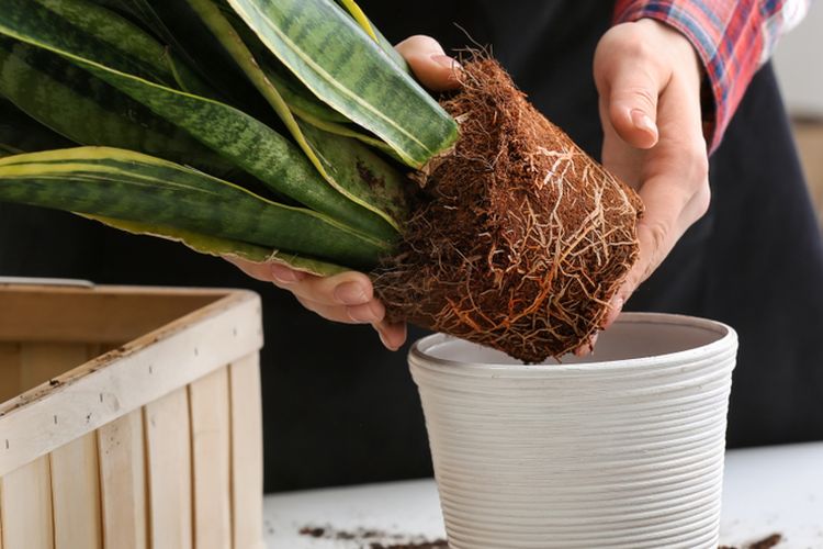 repotting, mengganti pot tanaman