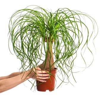 Ilustrasi tanaman hias Nolina atau ponytail palm.