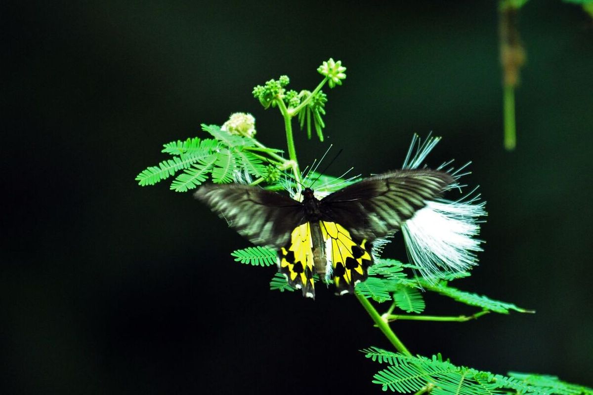 Kupu Kupu Raja (Troides helena) yang dilindungi ditemukan di Pegunungan Sanggabuana, Jawa Barat.